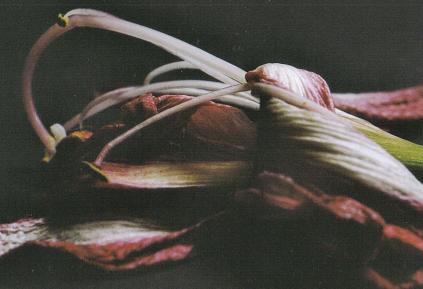 ../Images/bl13.JPG