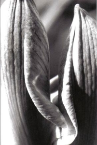 ../Images/bw2.jpg