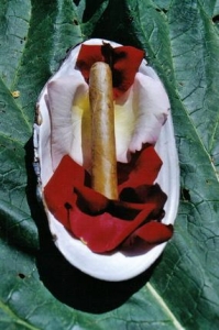 ../Images/ci1.jpg