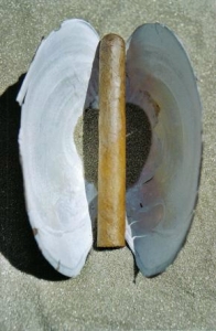 ../Images/ci2.jpg