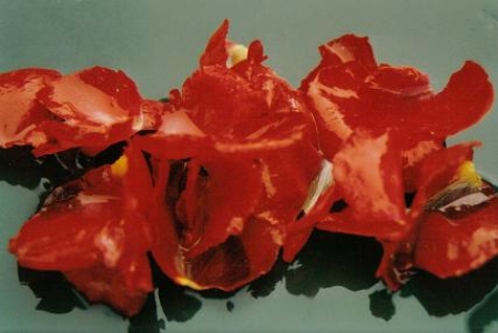 ../Images/fl1.jpg
