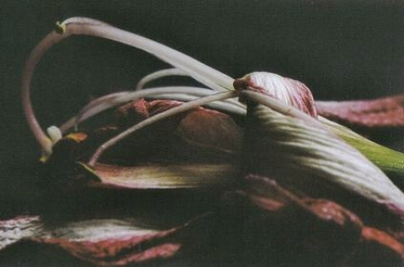 ../Images/fl11.jpg