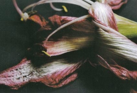 ../Images/fl12.jpg