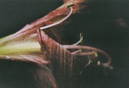 ../Images/fl15.jpg