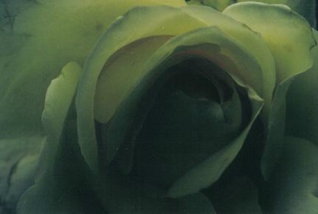 ../Images/fl17.jpg