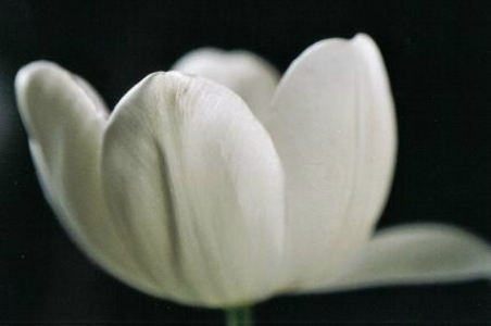 ../Images/fl2.jpg