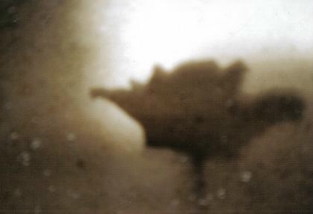 ../Images/fl5.jpg