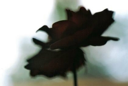 ../Images/fl6.jpg
