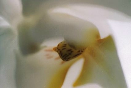 ../Images/fl8.jpg
