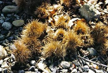 ../Images/natur2.JPG