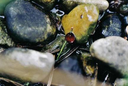 ../Images/natur5.jpg