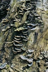 ../Images/nature1.jpg