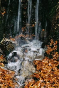../Images/nature4.jpg