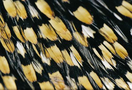 ../Images/poes1.JPG