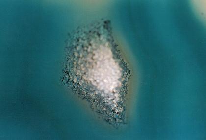 ../Images/poes4.JPG