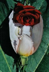 ../Images/se1.jpg