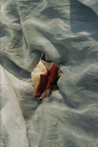 ../Images/se10.jpg