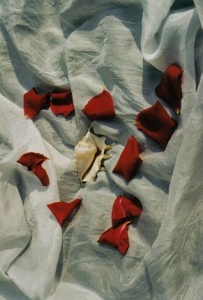 ../Images/se11.jpg