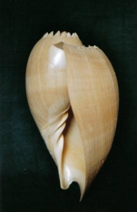 ../Images/se15.jpg