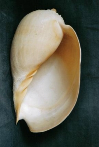 ../Images/se16.jpg
