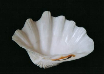 ../Images/se18.jpg