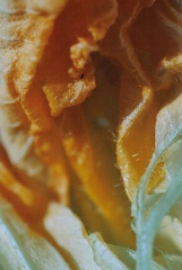 ../Images/se24.jpg