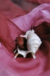../Images/se4.jpg