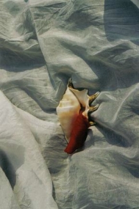 ../Images/se8.jpg