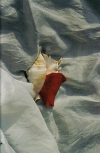 ../Images/se9.jpg