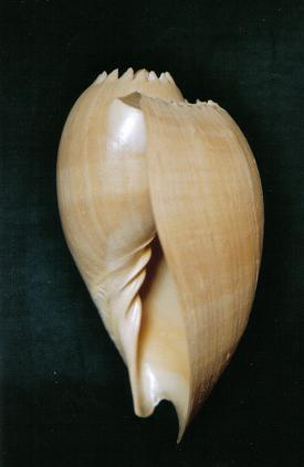 ../Images/si15.JPG