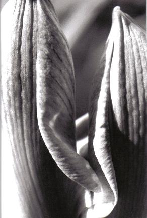 ../Images/sw2.JPG