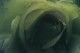Thumbs/tn_bl17.jpg