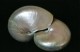 Thumbs/tn_se20.jpg