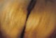 Thumbs/tn_se21.jpg